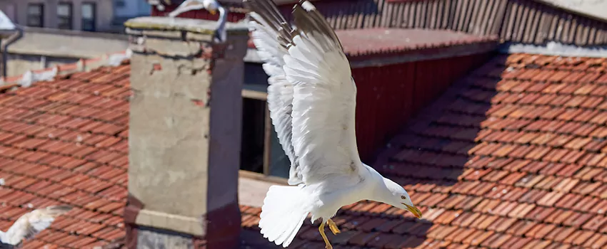 Residential Chimney Animal Removal Solution in Maumelle, AR