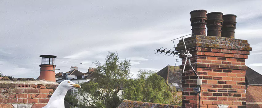 Chimney Cleaning And Restoration in Maumelle, Arkansas